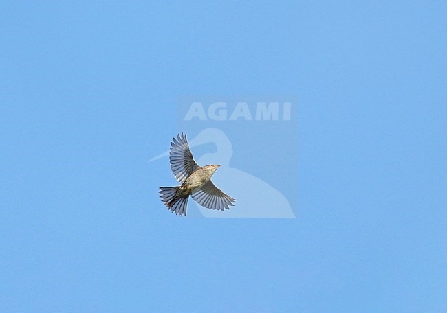 Dunnock (Prunella modularis) migrating, flying against a blue sky showing underside and wings and tail fully spread stock-image by Agami/Ran Schols,