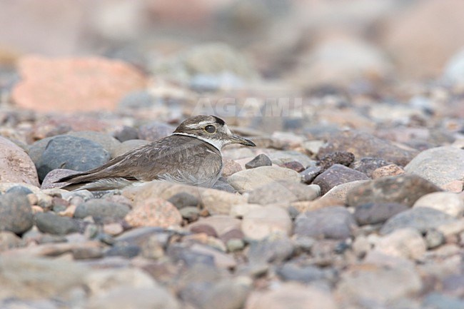 Long-billed Plover on stones in gravel riverbed China, Japanse Bontbekplevier op kiezel stenen in grind rivier China stock-image by Agami/Ran Schols,