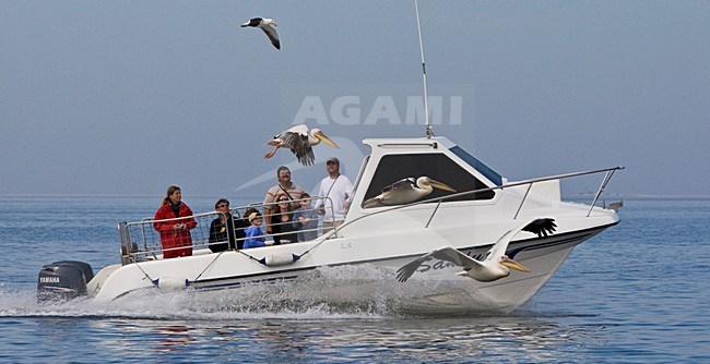 Roze Pelikaan vliegend bij boot met touristen Namibie, Great White Pelican flying near boat with tourists Namibia stock-image by Agami/Wil Leurs,