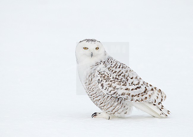 Eerste winter Sneeuwuil; First winter Snowy owl stock-image by Agami/Markus Varesvuo,