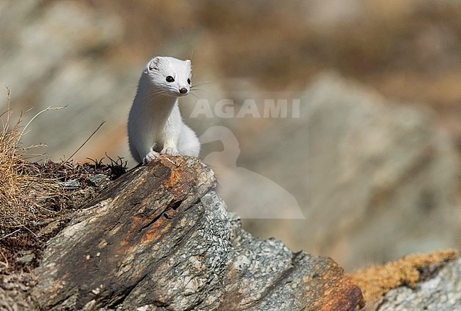 Stoat between rocks, Hermelijn tussen de rotsen stock-image by Agami/Alain Ghignone,