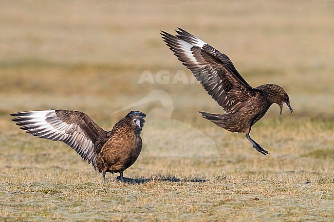 Displaying pair of Great Skuas (Catharacta skua) in breeding habitat on the arctic tundra of Iceland during late spring. stock-image by Agami/Daniele Occhiato,