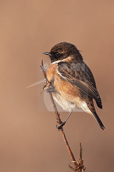 Man Roodborsttapuit; Male European Stonechat stock-image by Agami/Rob Olivier,