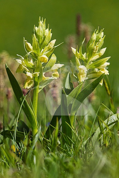 Gele vlierorchis + Rode vlierorchis, Elder-flowered Orchid stock-image by Agami/Wil Leurs,