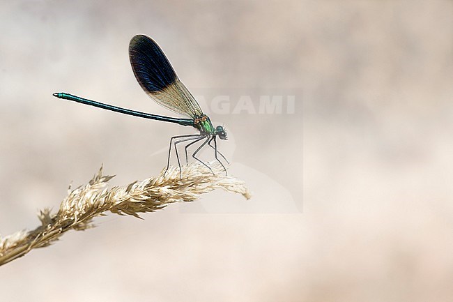 Iberische Beekjuffer, Western demoiselle, Calopteryx xanthostoma stock-image by Agami/Theo Douma,