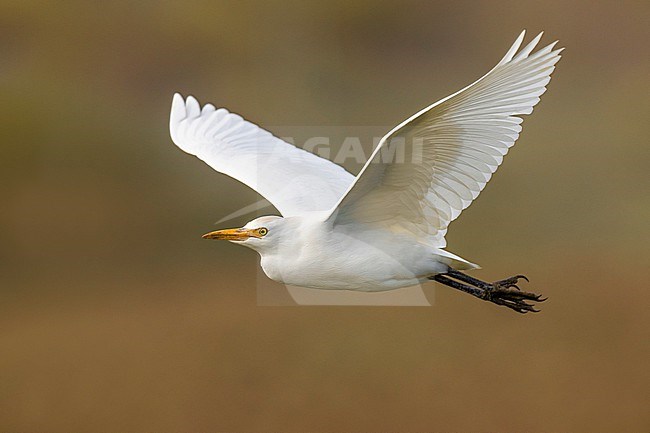 Cattle Egret (Bubulcus ibis) in Italy. stock-image by Agami/Daniele Occhiato,