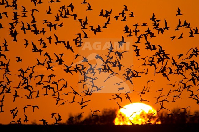 Grote Stern kolonie Utopia, Texel; Sandwich Tern colony on Texel stock-image by Agami/Harvey van Diek,