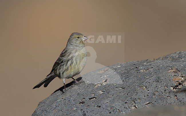 Atlantic Canary (Serinus canaria) perched in Tenerife, Canary Islands stock-image by Agami/Helge Sorensen,