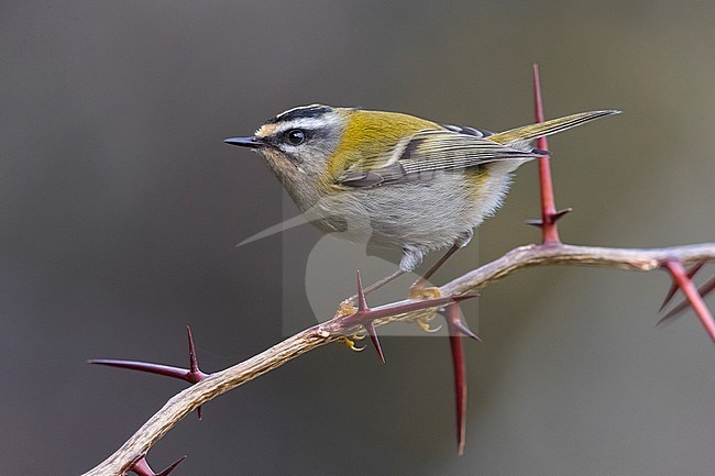 Firecrest (Regulus ignicapipllus) perched on a branch with thorns stock-image by Agami/Daniele Occhiato,