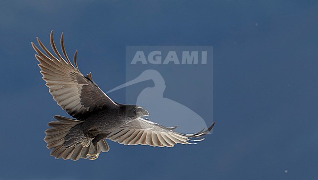 Raaf in vlucht, Common Raven in flight stock-image by Agami/Markus Varesvuo,