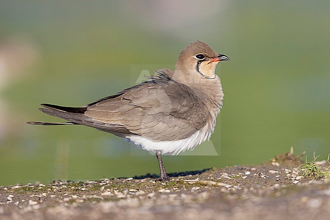 Collared Pratincole (Glareola pratincola), side view of an adult female standing on the ground, Campania, Italy stock-image by Agami/Saverio Gatto,