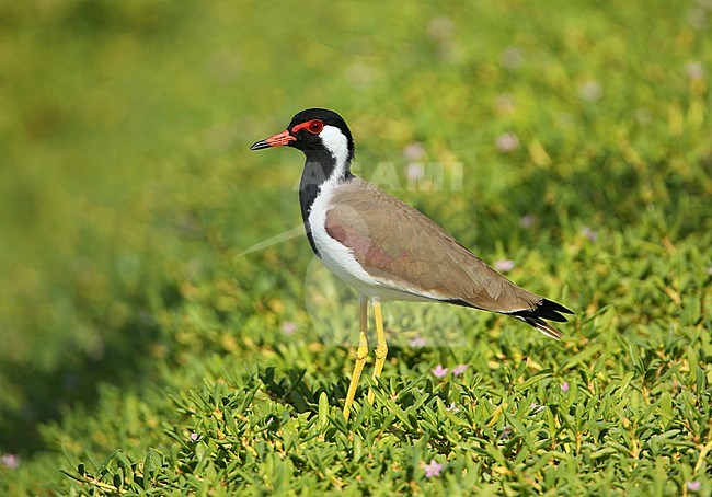 Red-wattled Lapwing (Vanellus indicus) at Muscat, Oman. stock-image by Agami/Aurélien Audevard,