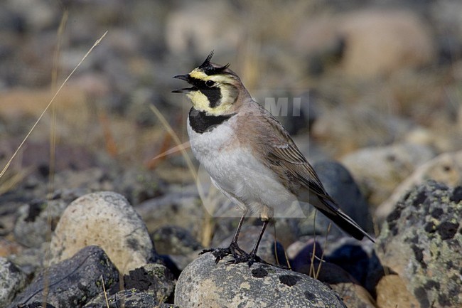 Strandleeuwerik zingend; Horned Lark singing stock-image by Agami/Daniele Occhiato,