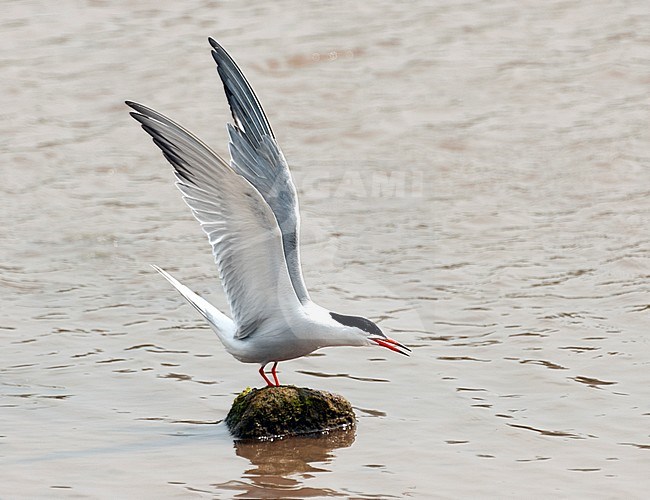 Common Tern (Sterna hirundo) adult with it's wings up stock-image by Agami/Roy de Haas,