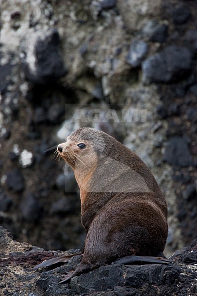 Subantarctische zeebeer op rotsen, Subantarctic Fur seal on rocks stock-image by Agami/Menno van Duijn,