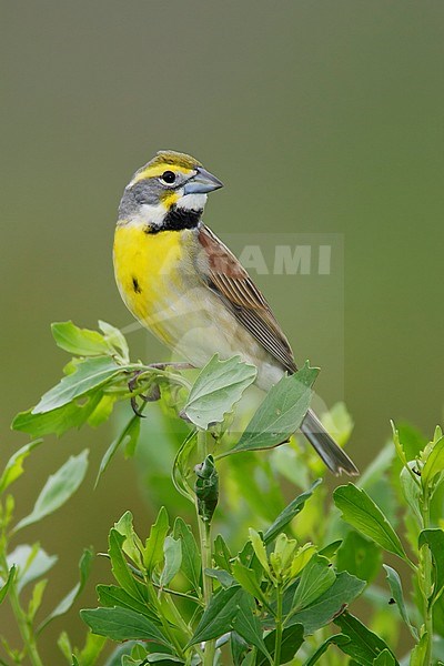 Adult male breeding 
Chambers Co., TX
April 2005 stock-image by Agami/Brian E Small,