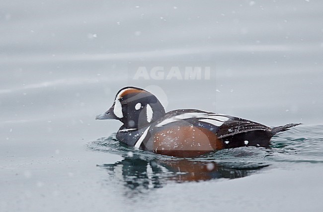 Adult mannetje Harlekijneend zwemmend, Harlequin Duck adult male swimming stock-image by Agami/Markus Varesvuo,