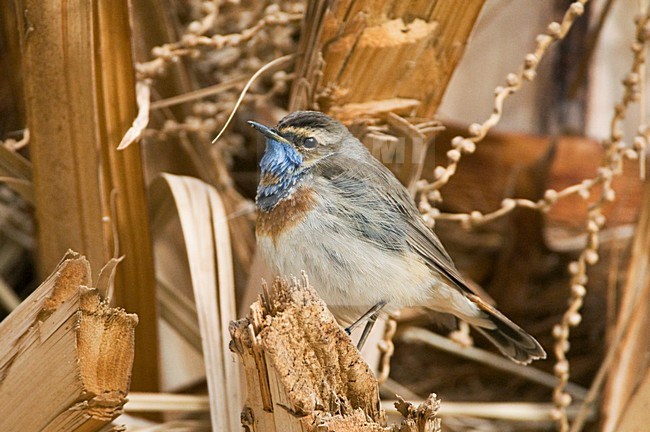 Volwassen mannetje Roodsterblauwborst op doortrek in Eilat; Adult male Red-spotted Bluethroat on migration in Eilat stock-image by Agami/Marc Guyt,