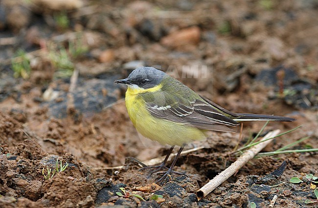 Adult male Eastern Yellow Wagtail (Motacilla tschutschensis plexa) during spring migration on Heuksan Do island in South Korea. Standing on the ground. stock-image by Agami/Aurélien Audevard,