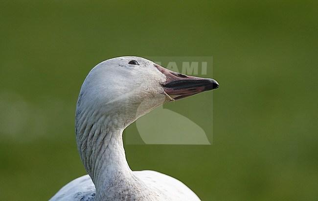 Greater Snow Goose, Chen caerulescens atlanticus (2cy), Gentofte, Denmark. Looking up to flying raptor stock-image by Agami/Helge Sorensen,