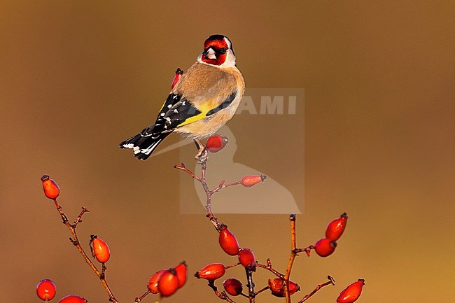 Eurasian Goldfinch (Carduelis carduelis) in Italy. stock-image by Agami/Daniele Occhiato,