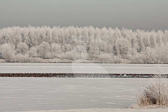 Dicht gevroren Nijkerkernauw met wak vol eenden Nederland, Frozen Nijkerkernauw with hole with ducks Netherlands stock-image by Agami/Wil Leurs,