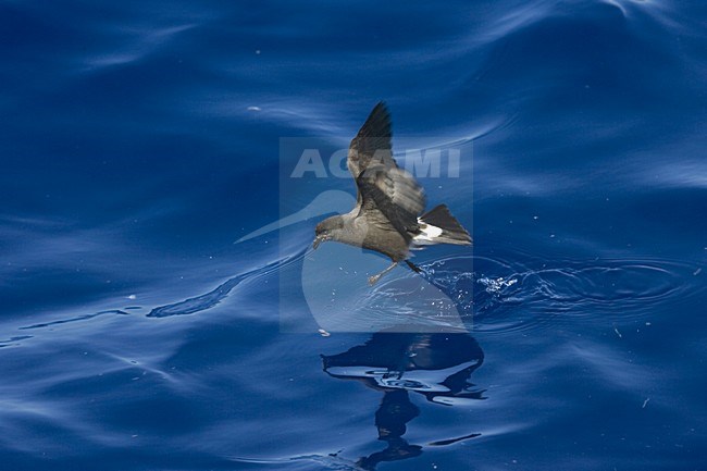 Band-rumped Storm-petrel flying;  Madeirastormvogeltje vliegend stock-image by Agami/Marc Guyt,