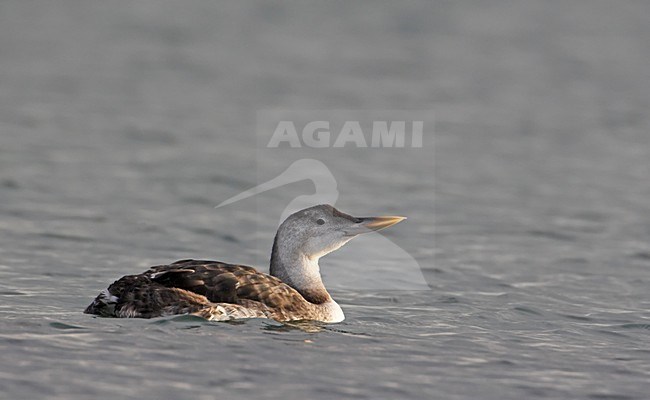 Zwemmende Geelsnavelduiker; Swimming Yellow-billed Loon stock-image by Agami/Markus Varesvuo,