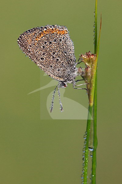 Rode Vuurvlinder in de vegetatie, Purple-edged Copper in the vegetation stock-image by Agami/Theo Douma,