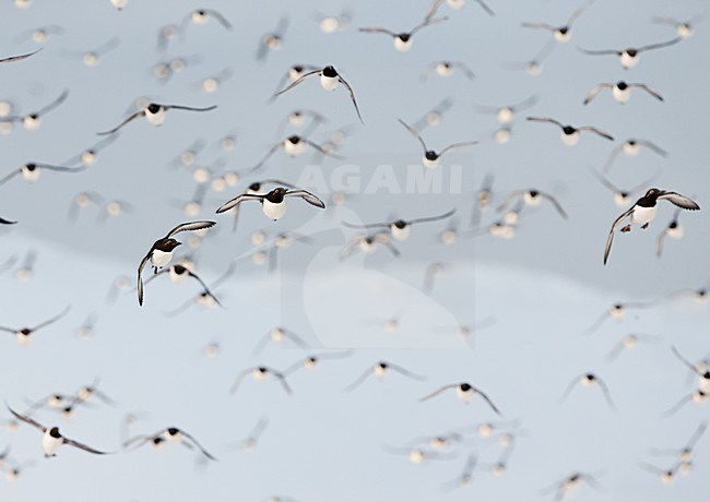 Grote groep Zeekoeten, Large group Common Murre stock-image by Agami/Markus Varesvuo,