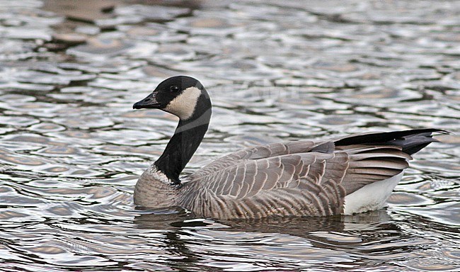 Cackling Goose (Branta hutchinsii) most probably from subspecies hutchinsii swimming in pond in a center campus in Hampshire, Massachusetts, United States. stock-image by Agami/Ian Davies,