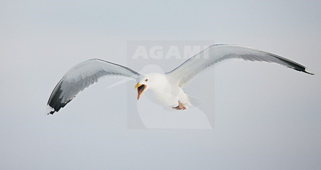Zilvermeeuw in de vlucht; European Herring Gull in flight stock-image by Agami/Markus Varesvuo,