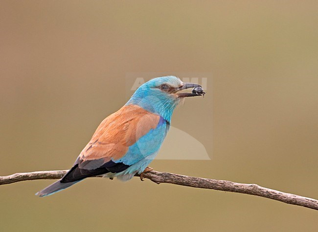 European Roller adult perched; Scharrelaar volwassen zittend stock-image by Agami/Markus Varesvuo,