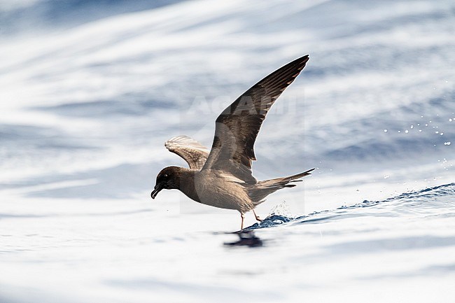 Bulwer's Petrel (Bulweria bulwerii) in flight over the ocean off Madeira. stock-image by Agami/Marc Guyt,