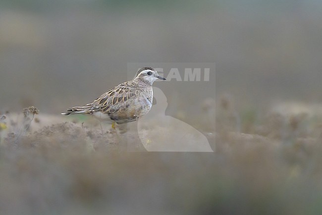 Eurasian Dotterel (Charadrius morinellus) adult, with the dune vegetation as background. stock-image by Agami/Sylvain Reyt,