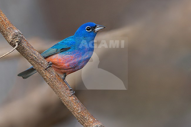 Rose-bellied Bunting (Passerina rositae) in mexico stock-image by Agami/Dubi Shapiro,