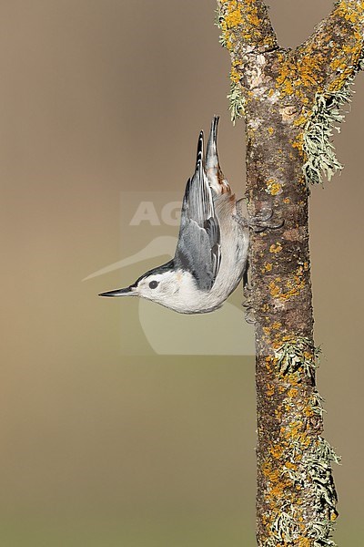 Adult male
Santa Barbara Co., CA
November 2021 stock-image by Agami/Brian E Small,