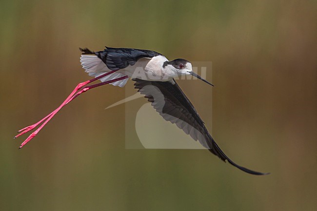 Cavaliere d'Italia; Black-winged Stilt; Himantopus himantopus stock-image by Agami/Daniele Occhiato,