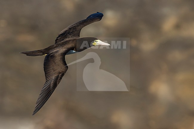 Bruine Gent in vlucht, Brown Booby in flight stock-image by Agami/Daniele Occhiato,