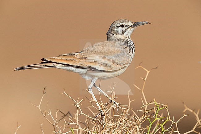 Greater Hoopoe-Lark (Alaemon alaudipes), adult stock-image by Agami/Saverio Gatto,