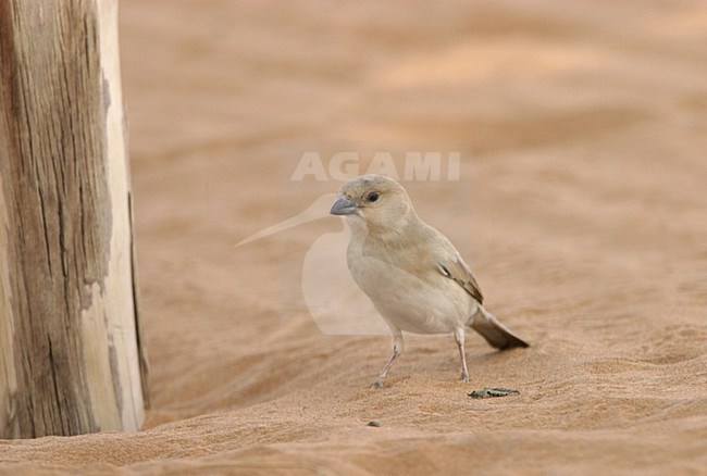 Vrouwtje Woestijnmus voedsezoekend in zand sahara woestijn bij Merzouga Marokko. Female Desert Sparrow looking for food on sand of Sahara desert near Merzouga Morocco stock-image by Agami/Ran Schols,