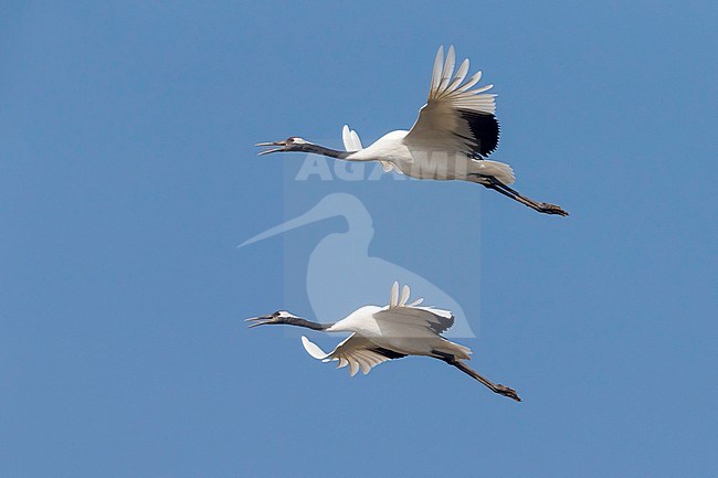 Chinese Kraanvogel in vlucht; Red-crowned Crane in flight stock-image by Agami/Daniele Occhiato,