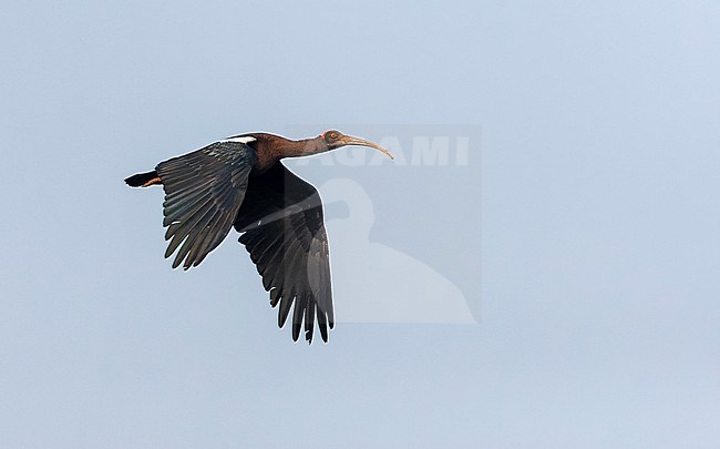 Red-naped ibis (Pseudibis papillosa), also known as the Indian Black Ibis, seen in flight. stock-image by Agami/Marc Guyt,