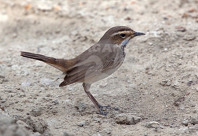 Female Red-spotted Bluethroat (Luscinia svecica svecica) during migration stock-image by Agami/Andy & Gill Swash ,