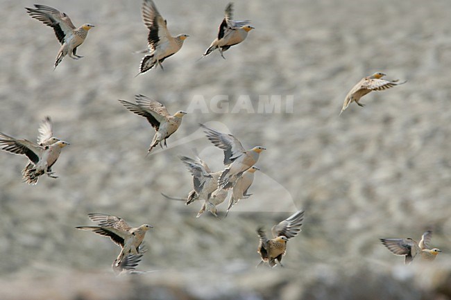 Sahelzandhoen in vlucht; Spotted Sandgrouse in flight stock-image by Agami/Daniele Occhiato,