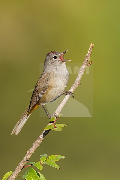 Adult male
Nuevo Leon, Mexico
May 2022 stock-image by Agami/Brian E Small,