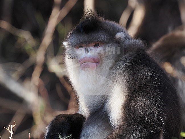 Yunnan Snub-nosed Monkey, Rhinopithecus bieti stock-image by Agami/James Eaton,