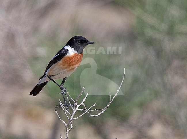 Male Siberian Stonechat (Saxicola maurus) stock-image by Agami/Andy & Gill Swash ,