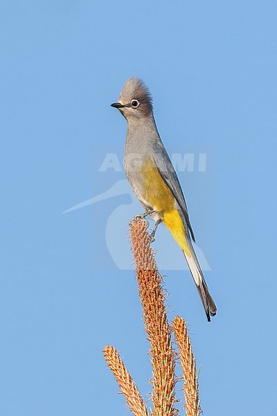 Adult male
Nuevo Leon, Mexico
May 2022 stock-image by Agami/Brian E Small,