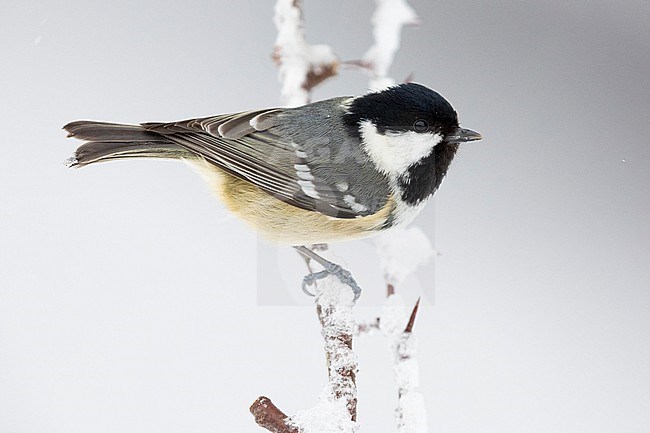 Coal Tit (Periparus ater), side view of an adult perched on a branch covered in snow, Campania, Italy stock-image by Agami/Saverio Gatto,